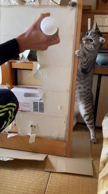 障子を張り替える飼い主を見つめる猫