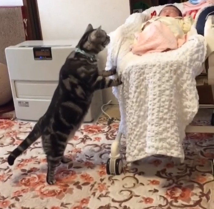 赤ちゃんを覗き込む猫
