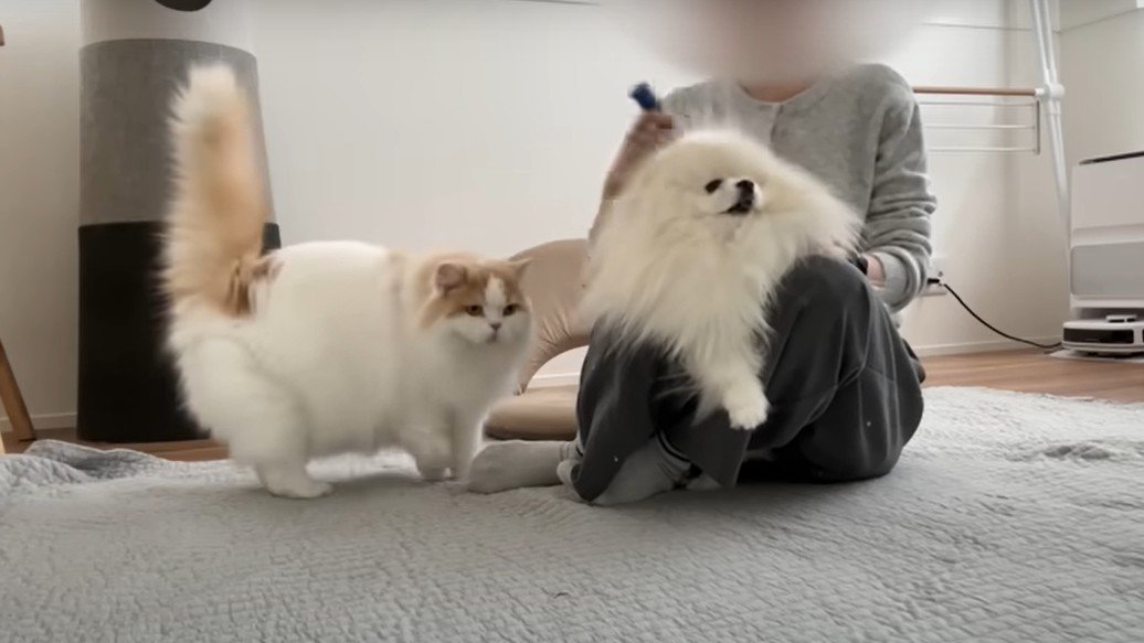 ブラッシング中の犬とうろうろする猫