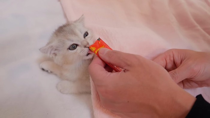 おやつを食べる子猫