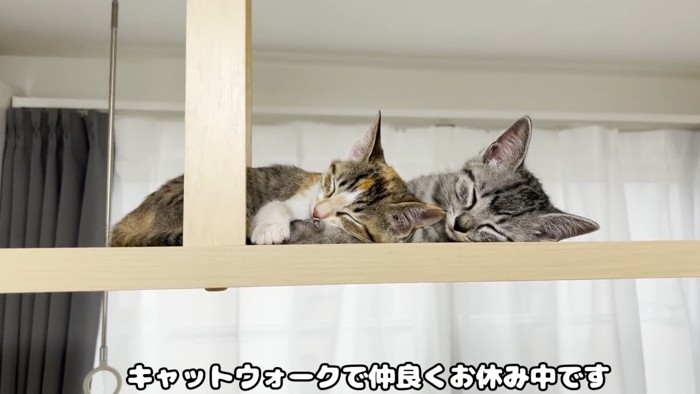 くっついて眠る二匹の子猫