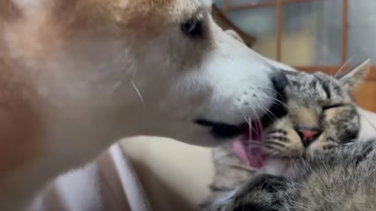 猫をなめている犬