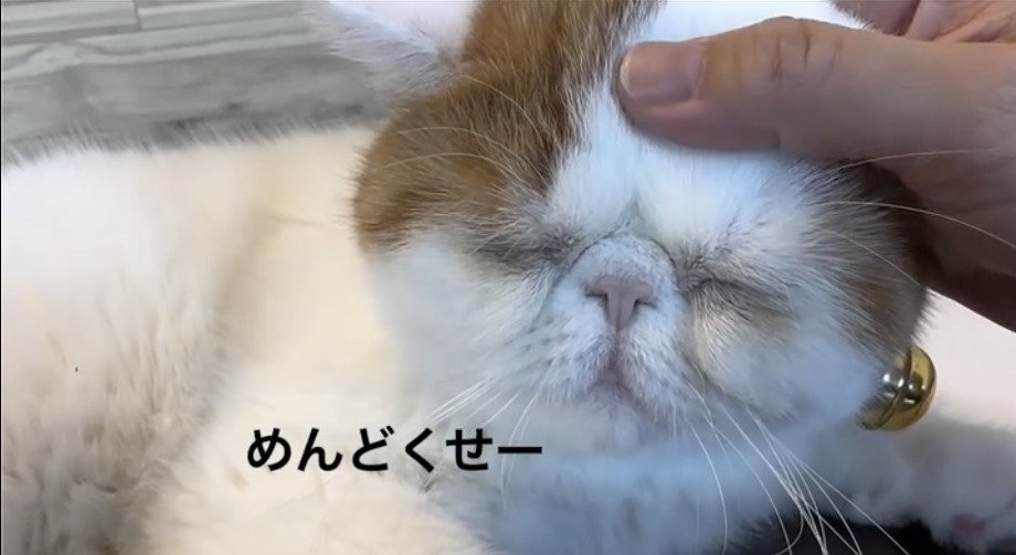 ねむいのに飼い主に撫でられてめんどくさそうな猫