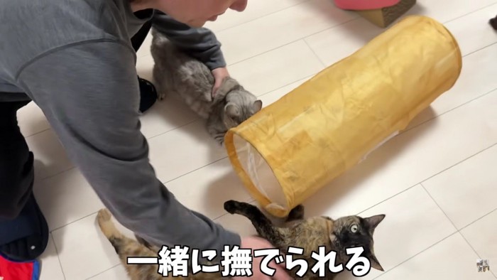 2匹の猫と飼い主