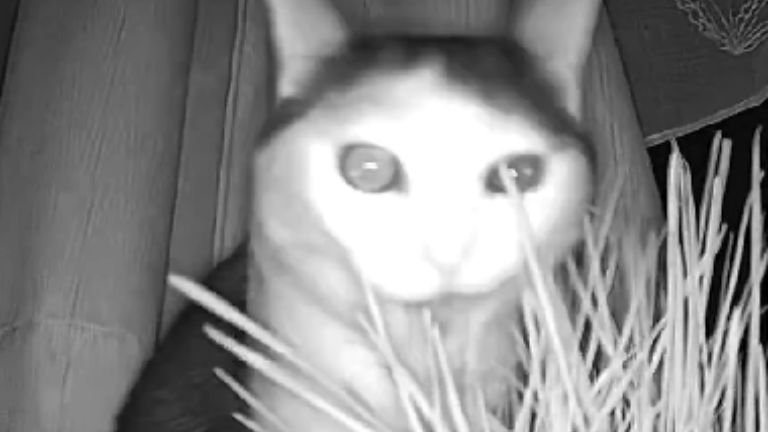 ペットカメラに映る猫