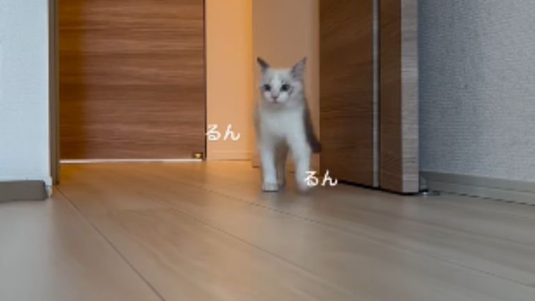 駆け寄る子猫