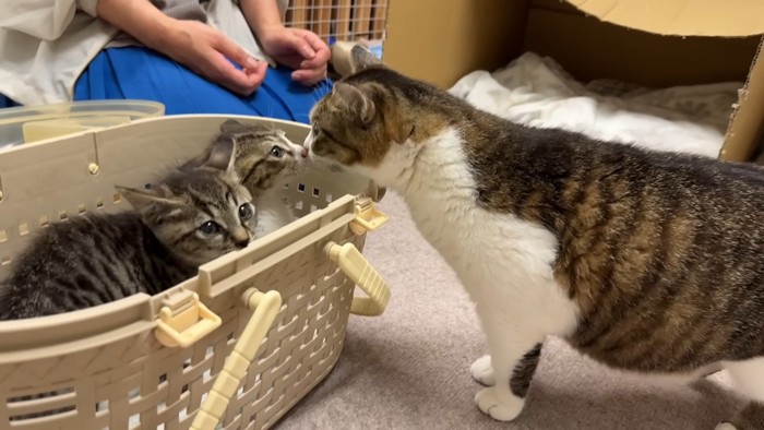 猫と2匹の子猫