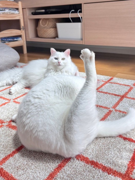 毛づくろい中の猫と、奥にいる猫
