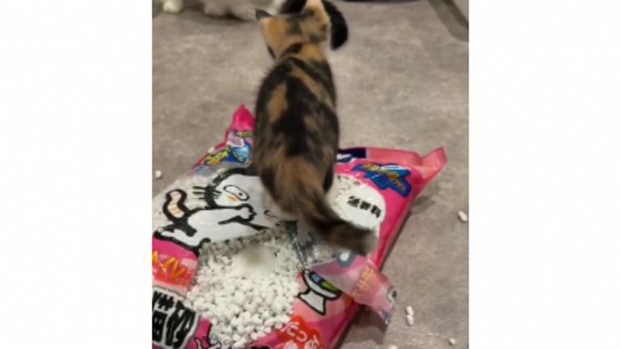 猫砂の袋に乗っている猫