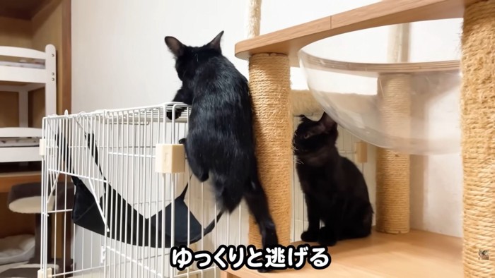 テロップ「ゆっくりと逃げる」