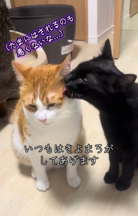 茶白猫をグルーミングする黒猫