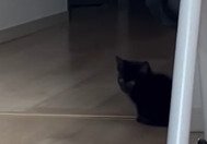 家族の方を見る子猫