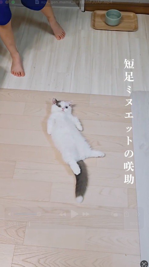 仰向けになりながら飼い主を見つめる猫
