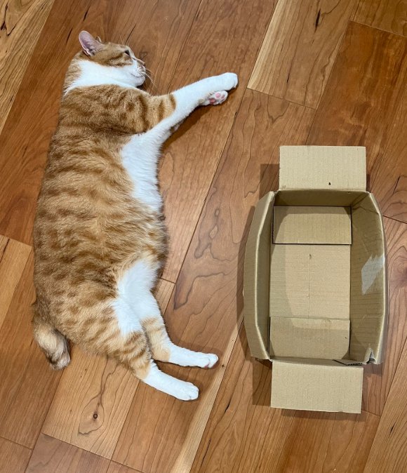 横になる猫とその脇に小さな箱