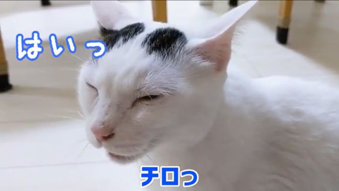 完璧にお返事するチロくん