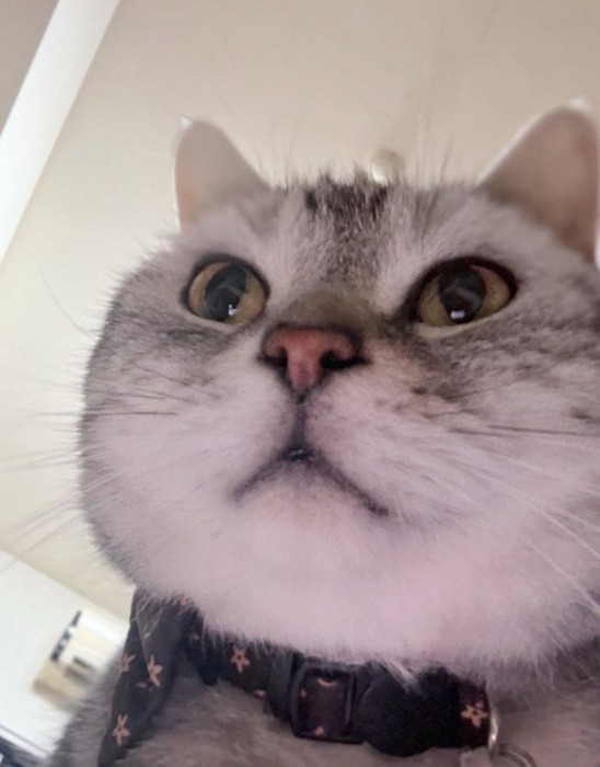 下から見た猫の顔3