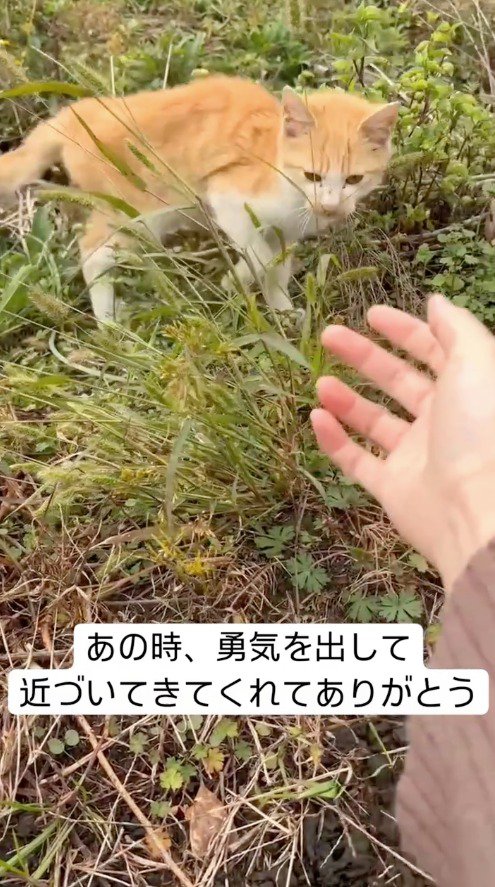 差し出された手を見つめる猫