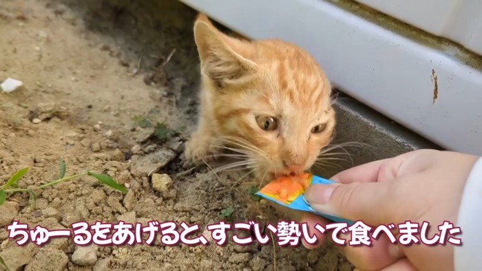 ちゅーるに食いつく子猫