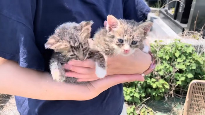 抱っこされる2匹の子猫