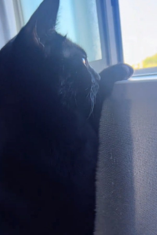 外を見続ける猫