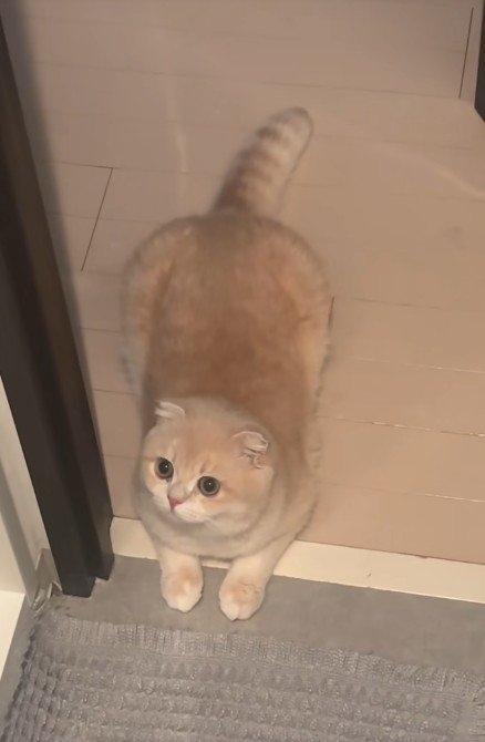 寝そべる猫