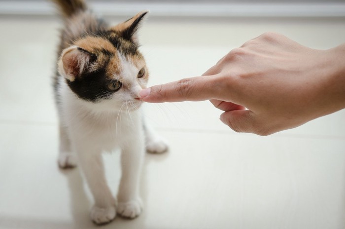 人の指に顔を近づける猫