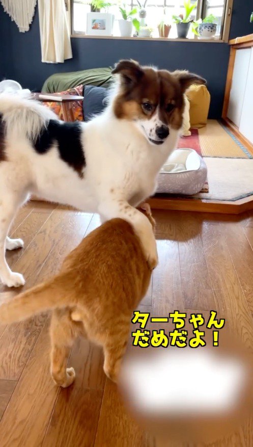 猫の背中に前足を乗せる中型犬
