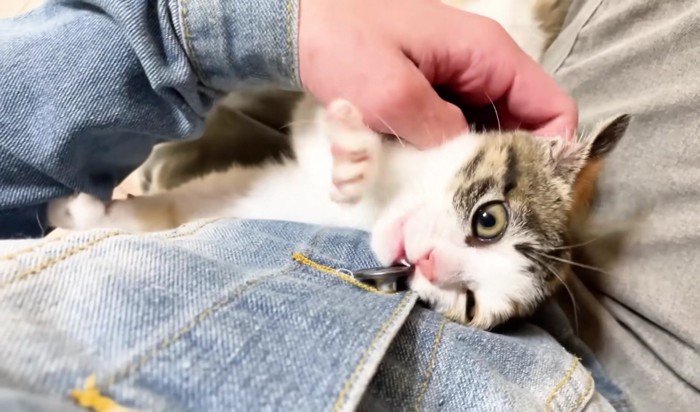 保護主さんのボタンを噛む三毛さん