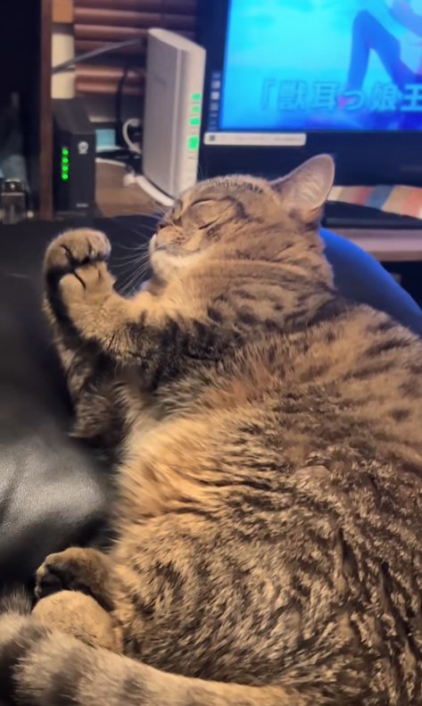 横になって目を閉じながら顔のやや近くで両前足を合わせている猫
