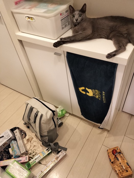 棚の上の物を落として、棚の上でくつろぐ猫