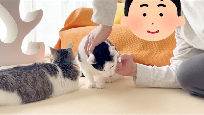 男性の持っている歯ブラシを避けて下を出す黒ぶち猫