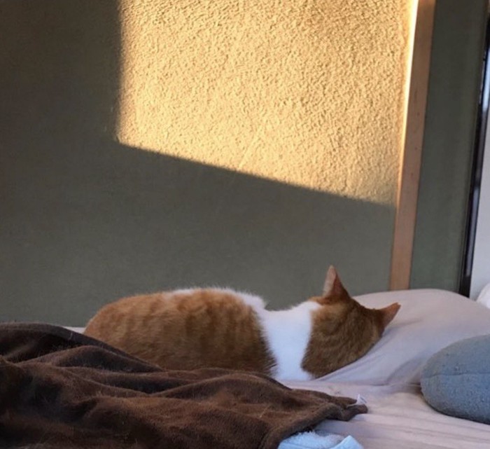 壁に顔を向けて横になっている茶トラ猫