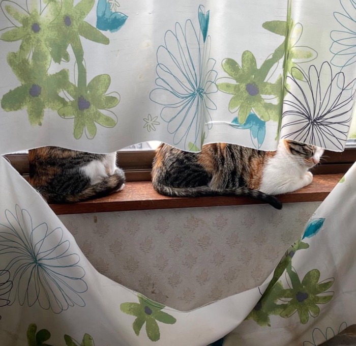 カーテン裏に猫