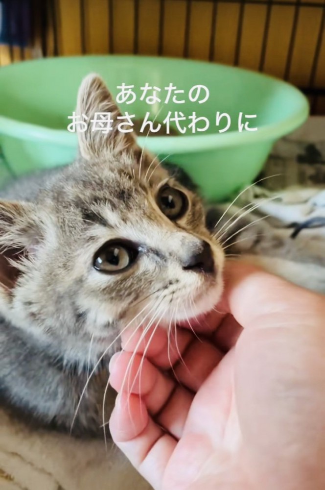 ケージの中でママに顎を撫でられる子猫