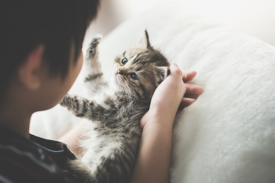 子猫と遊ぶ少年