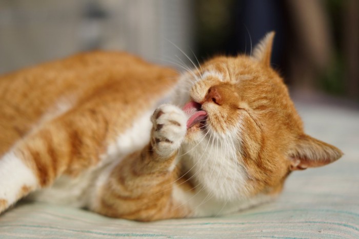 前足を舐める茶トラ