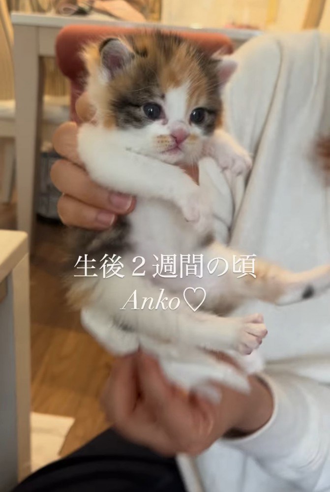 真顔の子猫