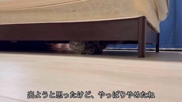 ベッドの下で向きを変える猫