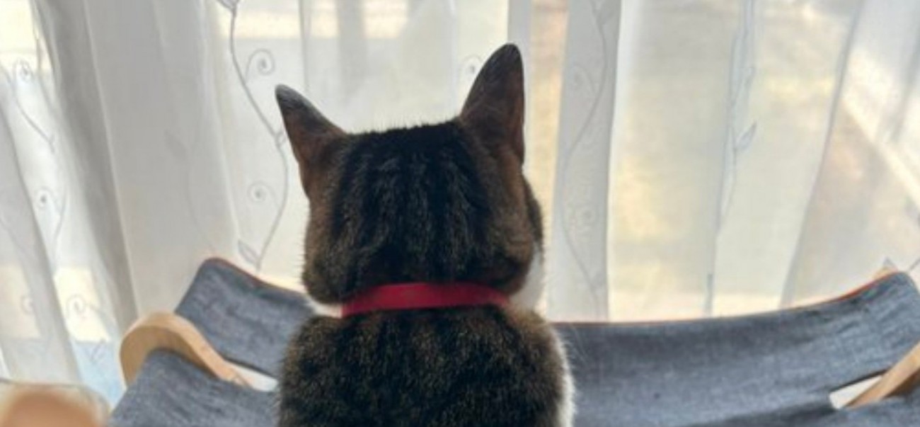 窓の外を眺めるふくくん