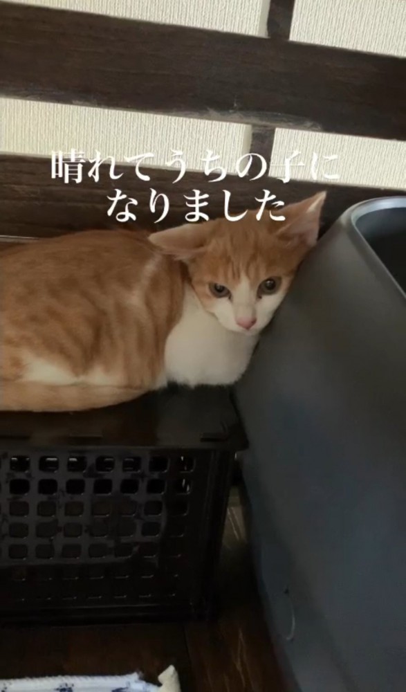 猫トイレに寄りかかる子猫