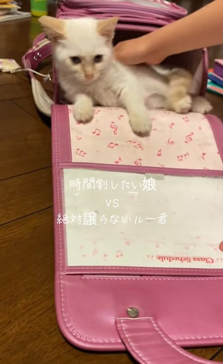 ランドセルから出てきそうな猫と出そうとする女の子