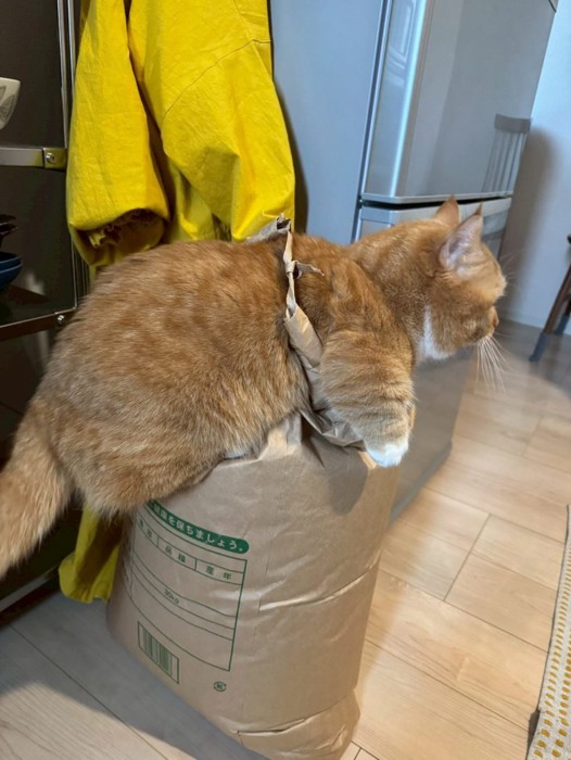 米袋に乗った猫