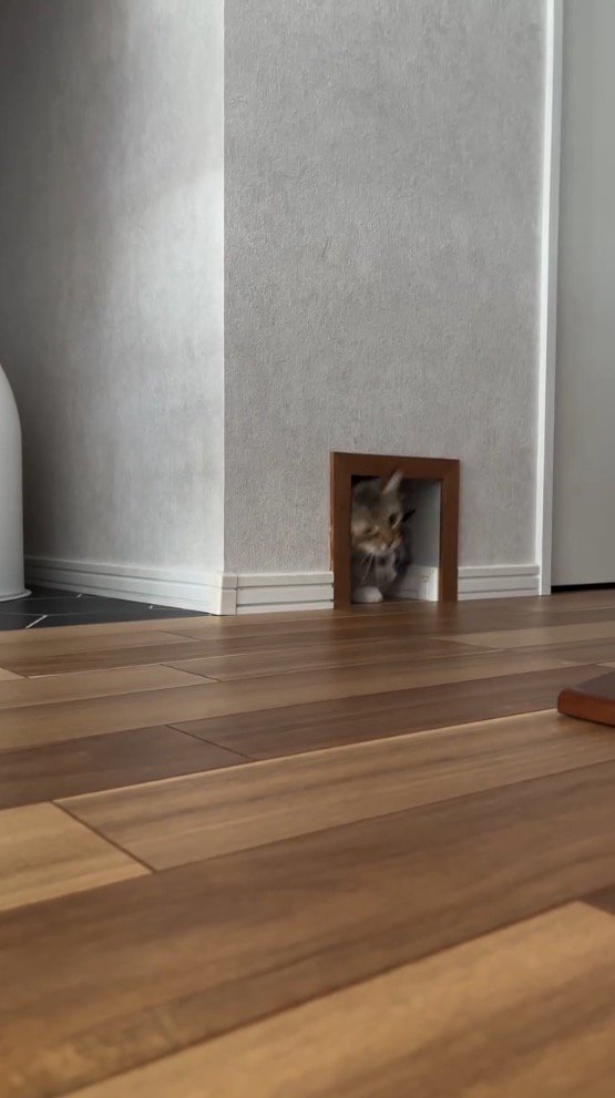 通路から同時に出ようとする2頭の猫