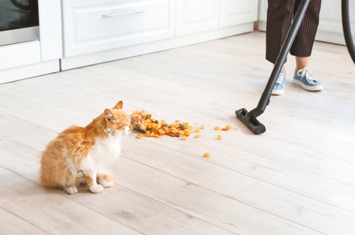 掃除機をスルーしている猫