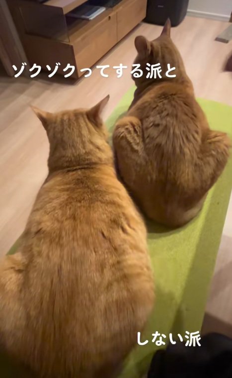 つつかれて背中がぞくぞくする右側の猫