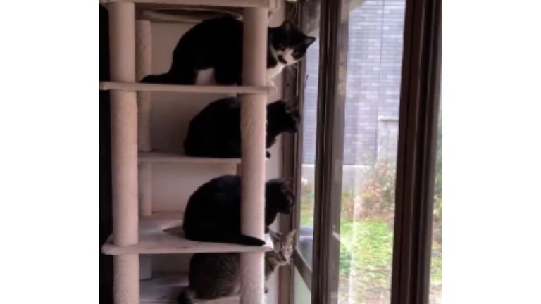 キャットタワーにいる猫たち