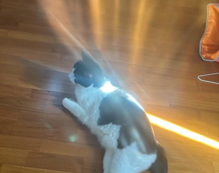 猫に光が跳ね返されているような写真