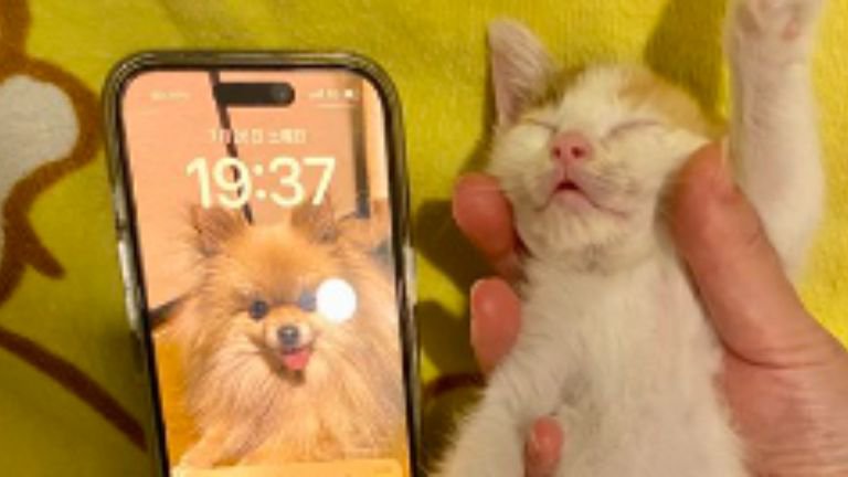 子猫とiPhone