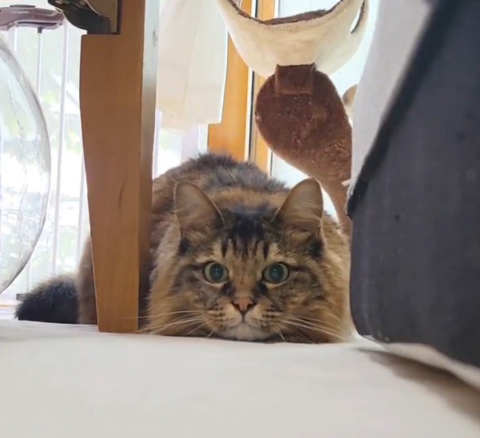 狙いを定める猫