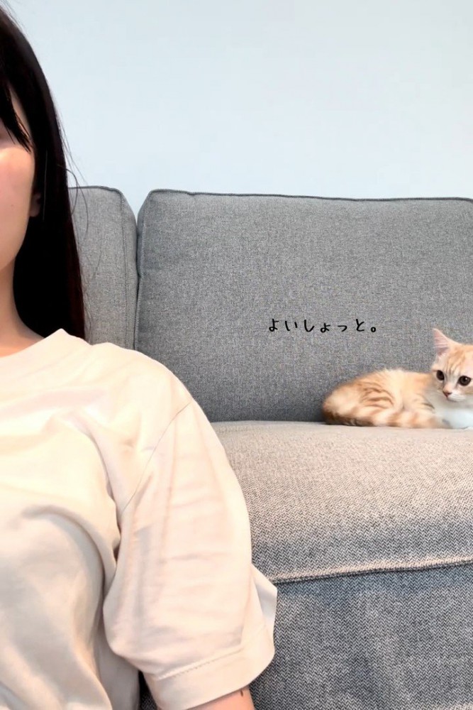 ソファに座った猫